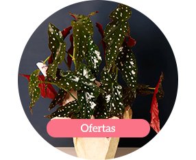 Ofertas e Promoções