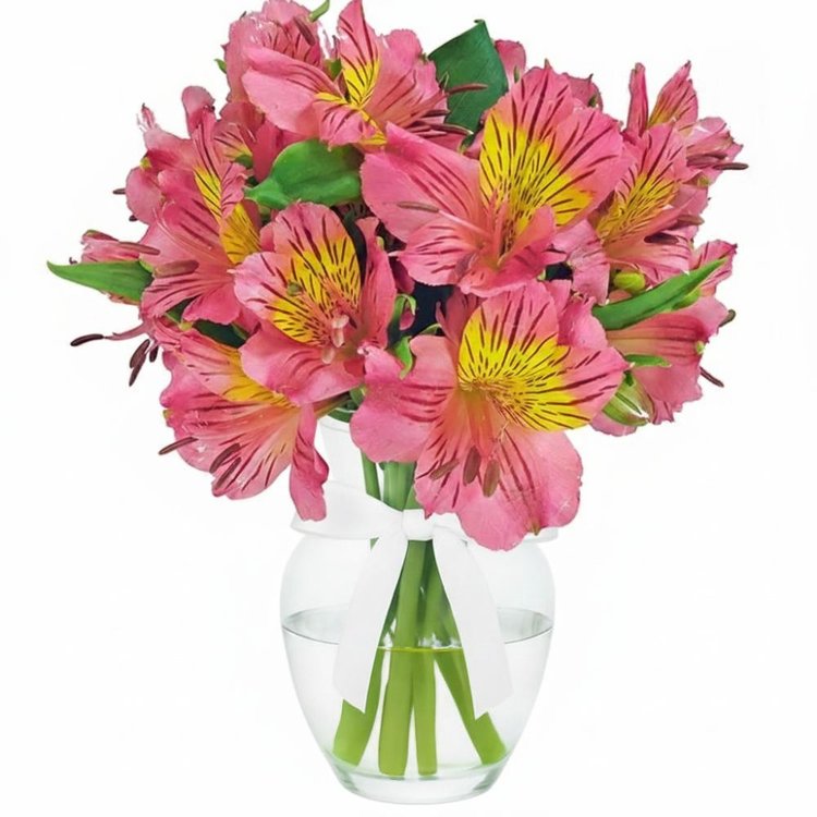 Admiração de Astromélias Cor Rosa no Vaso