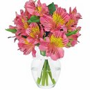 Admiração de Astromélias Cor Rosa no Vaso