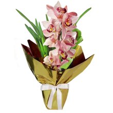 Orquídea Cymbidium Rosa