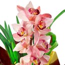Orquídea Cymbidium Rosa