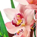 Orquídea Cymbidium Rosa