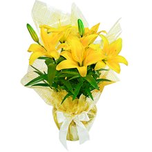 Lírio Amarelo Plantado