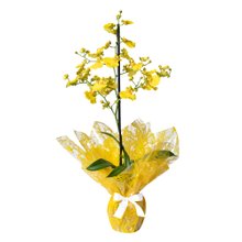 Orquídeas Para Presente - Ótimos Preços | Cestas Michelli