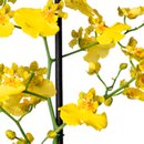 Mini Orquídea Chuva de Ouro
