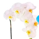 Bem Vindo com Orquídeas Branca e Azul