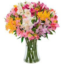 Luxuosas Astromélias Coloridas no Vaso