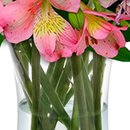 Luxuosas Astromélias Coloridas no Vaso