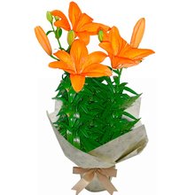 Lírio Laranja Para Dizer Que Te Adoro