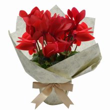 Mini Cíclame Vermelho Plantado