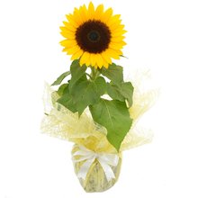 Girassol Plantado Presente