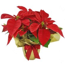 Flor de Natal Poinsétia