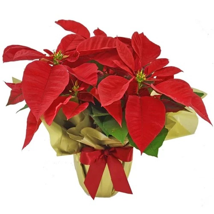 Flor de Natal Poinsétia