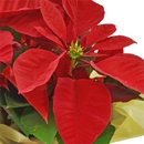 Flor de Natal Poinsétia