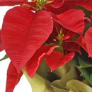 Flor de Natal Poinsétia