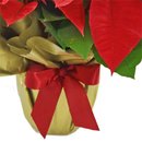 Flor de Natal Poinsétia