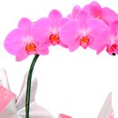 Orquídea Phalaenopsis Pink Presente
