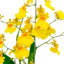 Orquídea Chuva De Ouro Presente