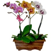 Jardim Phalaenopsis Sortidas