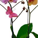 Jardim Phalaenopsis Sortidas