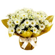 Linda Margaridinha Plantada