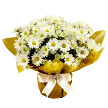 Linda Margaridinha Plantada