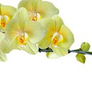 Orquídea Phalaenopsis Amarela Presente
