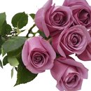 Buquê de 6 Rosas Lilás