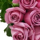 Buquê de 24 Rosas Lilás