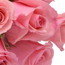 Buquê de 6 Rosas Cor de Rosa