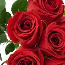Buquê de 6 Rosas Vermelhas