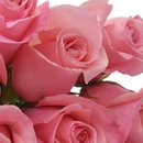 Buquê de 12  Rosas Cor de Rosa