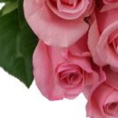 Buquê de 24 Rosas Cor de Rosa