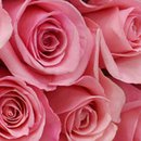Buquê de 36 Rosas Cor de Rosa