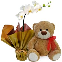 Orquídea Phalenopsis Plantada com Pelúcia