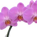 Orquídea Phalaenopsis Pink e Ferrero Rochr