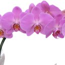 Orquídea Phalenopsis Pink e Ferrero Rocher