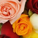 Buquê de 36 Rosas Coloridas