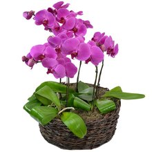 Sofisticadas Phalaenopsis Pink