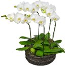 Sofisticadas Orquídeas Phalaenopsis