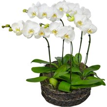 Sofisticadas Orquídeas Phalaenopsis
