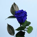 A Rosa Encantada Azul