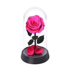 A Bela Rosa Encantada Pink