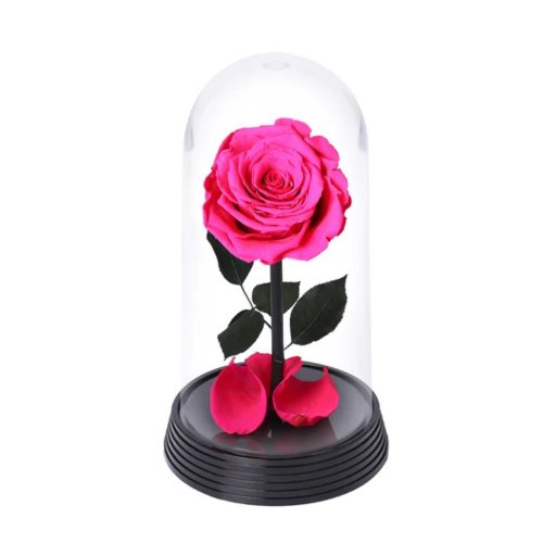 A Bela Rosa Encantada Pink