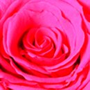 A Bela Rosa Encantada Pink