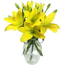 Surpresa de Lírios Amarelos