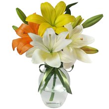 Surpresa de Lírios Coloridos