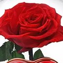 A Rosa Encantada Vermelha e Coração Lindt 50g