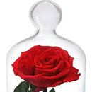 A Rosa Encantada Vermelha e Coração Lindt 50g