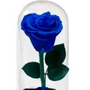 A Bela Rosa Encantada Azul